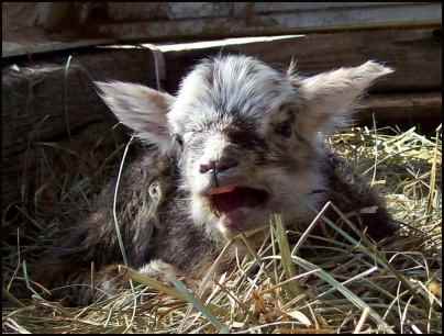 raising sheep for beginners, how to raise sheep, beginning raising sheep 